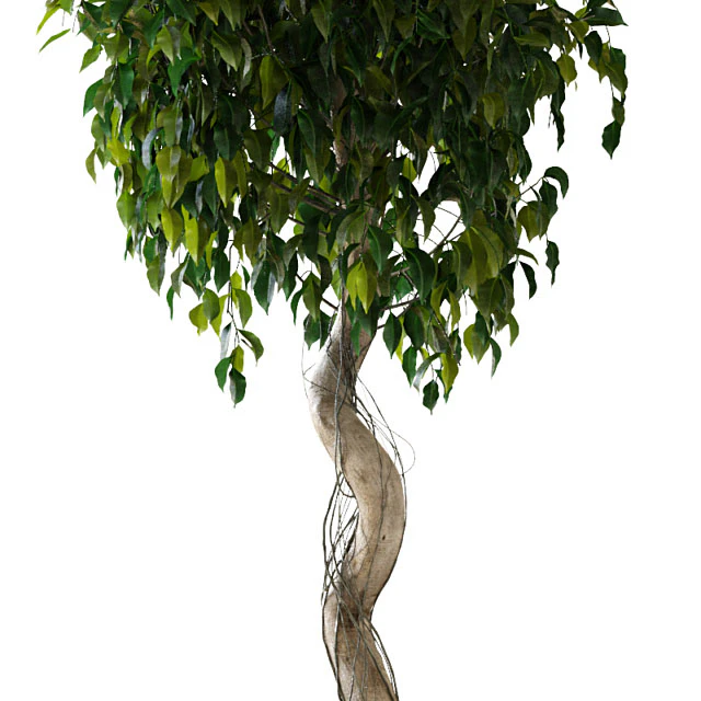 Ficus \ Benjamina — Descargar