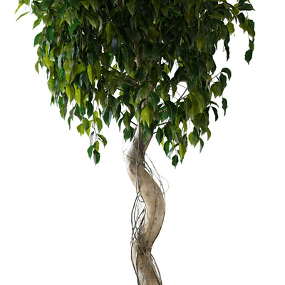 Ficus \ Benjamina — Ver 2