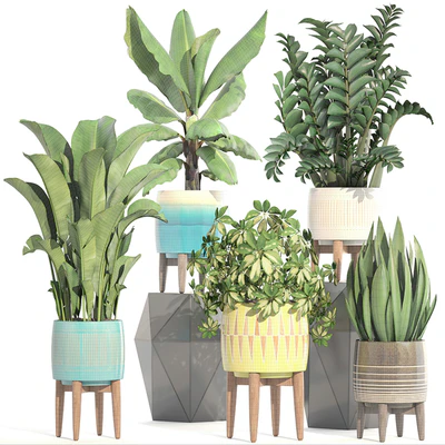 Collection of plants 197. indoor, interior, banana, revenala, Zamioculcas, sansevieria, Schefflera, pot, flower — Ver 3
