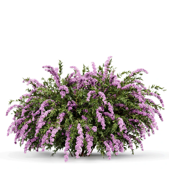 Spiraea cinerea 3 Material Grefsheim flowering shrub — Скачать
