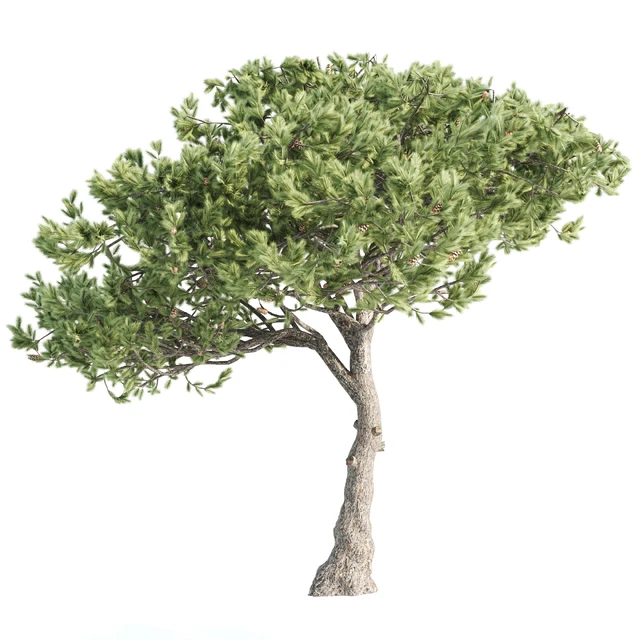2 Italian pine corona — Скачать