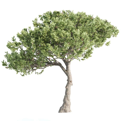 2 Italian pine corona — Вид 3