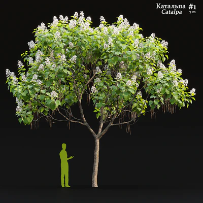 Catalpa #1 — Ver 5