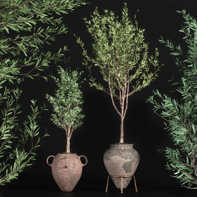 indoor plant olive set 01 — Descargar