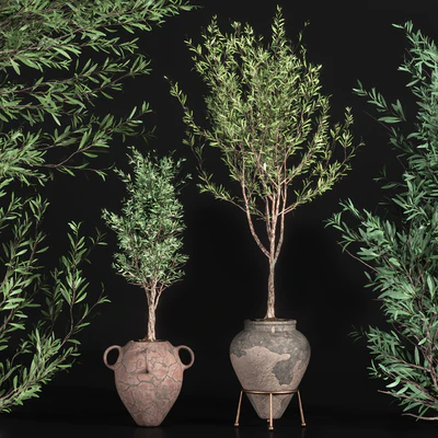 indoor plant olive set 01 — Ver 3