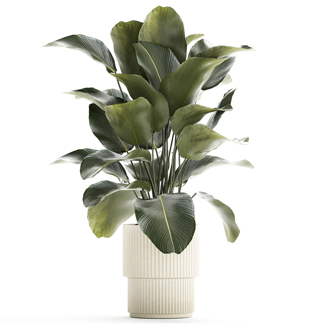 Beautiful exotic plant in a white flower pot Calathea lutea, Strelitzia bush. 1263 — Download