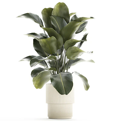 Beautiful exotic plant in a white flower pot Calathea lutea, Strelitzia bush. 1263 — View 4