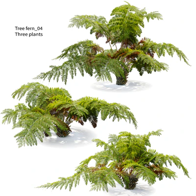 tree fern 04 — View 1