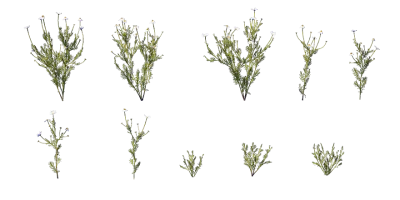 chamomile 001 — Скачать