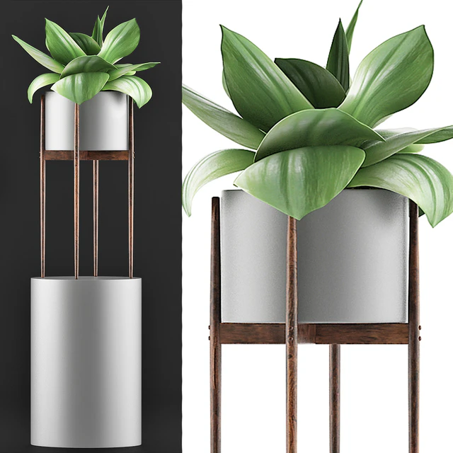 Plants Collection 85 Agave — Скачать