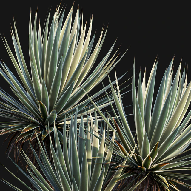Agave Angustifolia - Caribbean Agave - 01 — Descargar
