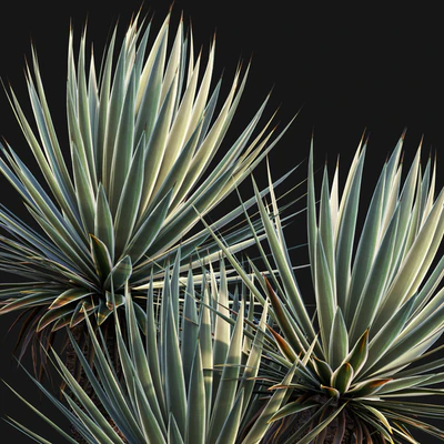 Agave Angustifolia - Caribbean Agave - 01 — Ver 2