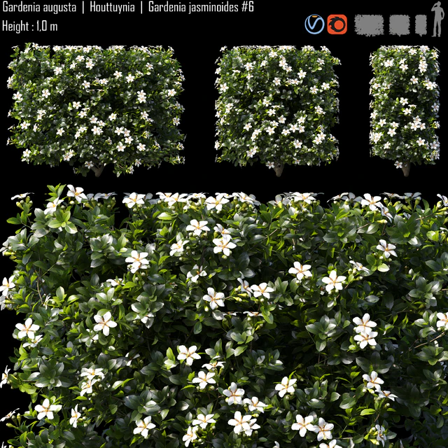 Gardenia augusta  |  Houttuynia  |  Gardenia jasminoides #6 — Скачать