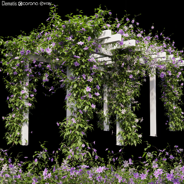 Clematis 03 — Скачать