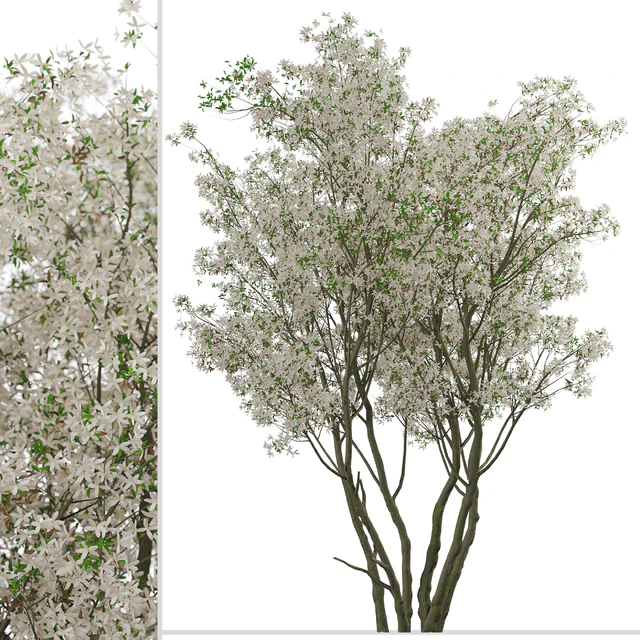 Set of Amelanchier Lamarckii Trees (Juneberry) (2 Trees) — Descargar