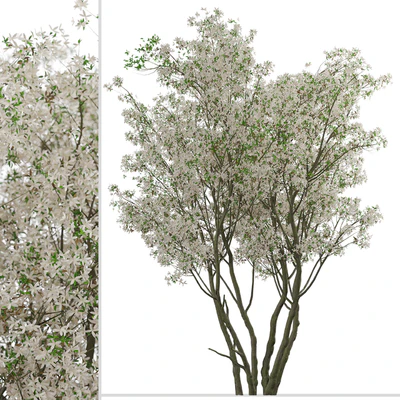 Set of Amelanchier Lamarckii Trees (Juneberry) (2 Trees) — Ver 2