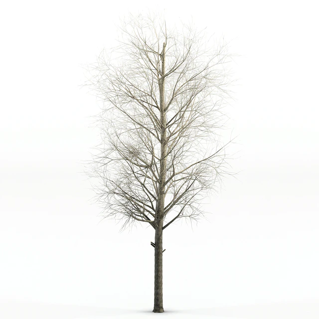 poplar Siberian — Descargar