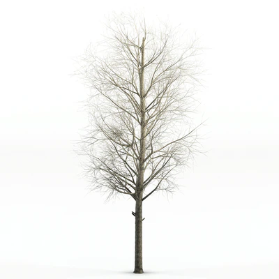 poplar Siberian — Ver 1