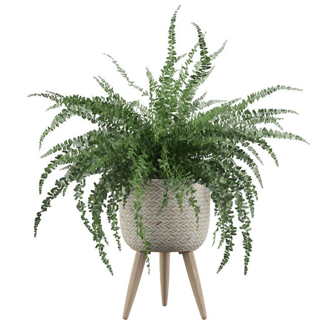 Fern indoor 01 — Скачать