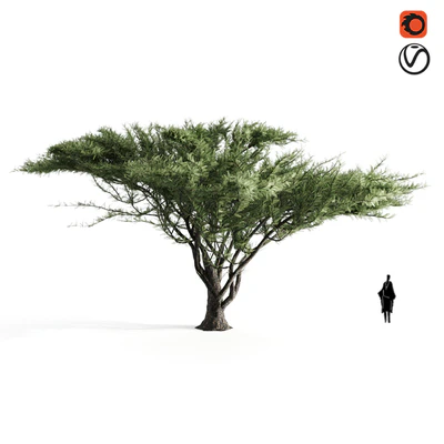 Acacia tortilis — Ver 1