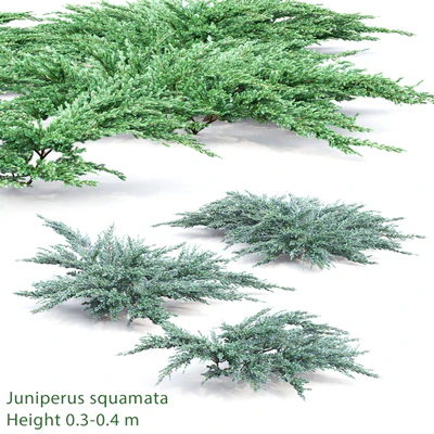 Juniperus squamata # 2 — Ver 1