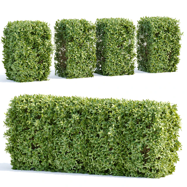 Laurel Hedging Bushes vol 111 — Descargar