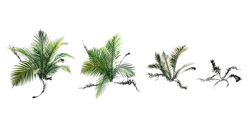 silver lady fern 001 — Descargar
