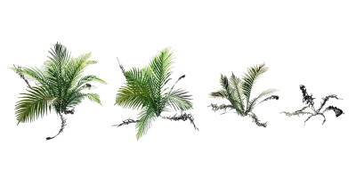 silver lady fern 001 — Descargar