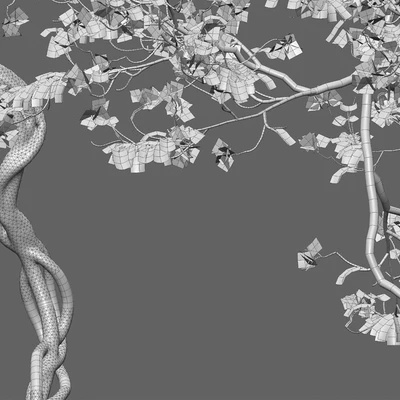 Bougainvillea 11 — Вид 3