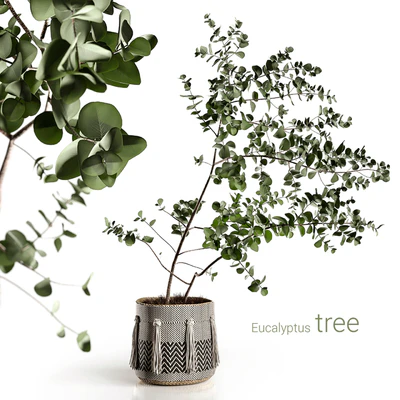 Eucalyptus tree — Ver 1