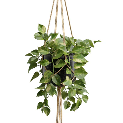 Hanging Plants 01 — Вид 4