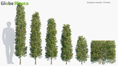 syzygium australe — download