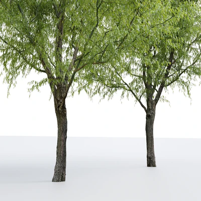 Willow / Salix matsudana #2 — View 4