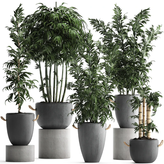 Plant Collection 390. Bamboo, concrete flowerpot, thickets, bushes, pot, indoor plants, outdoor, exotic, bushes — Descargar
