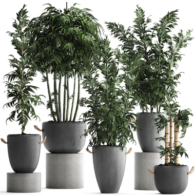 Plant Collection 390. Bamboo, concrete flowerpot, thickets, bushes, pot, indoor plants, outdoor, exotic, bushes — Ver 1