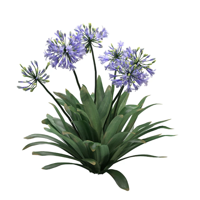 Agapanthus 02 — Descargar