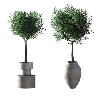 Olive trees. 2 models — Ver 1