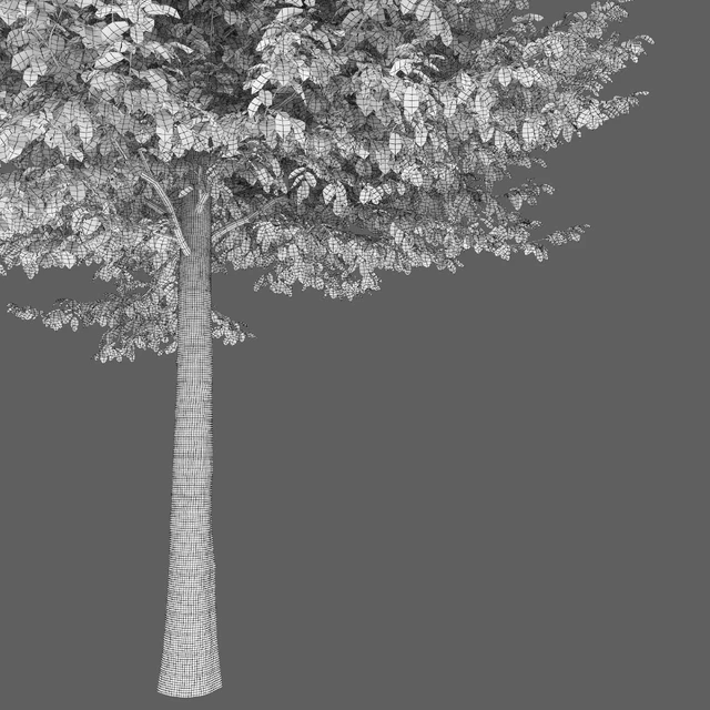 Carpinus Caroliniana — Скачать