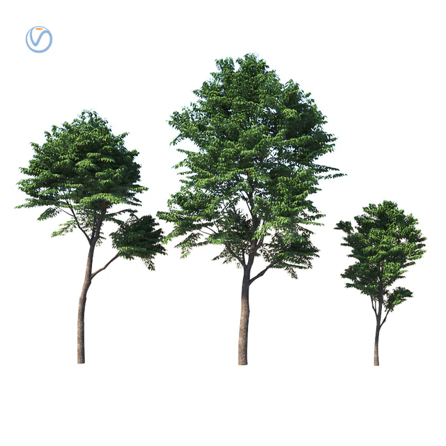Fraxinus excelsior — Descargar