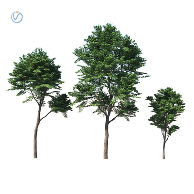 Fraxinus excelsior — Ver 1