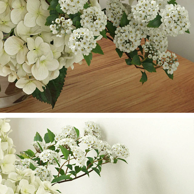 Hydrangea 2 — Download
