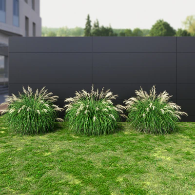 Ornamental grass Miscanthus medium — Ver 2