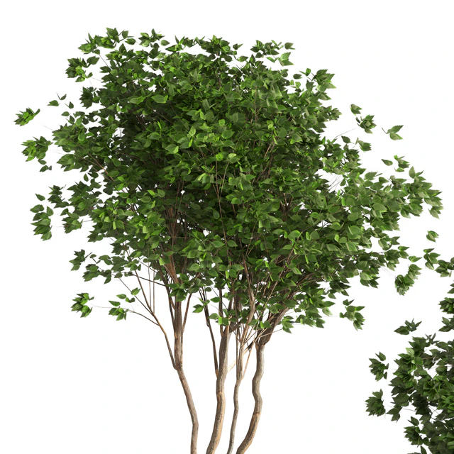 indoor plant 05 — Descargar