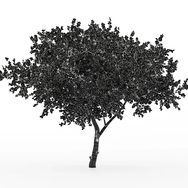 New Plant Orange fruit Tangerine tree001 — Descargar