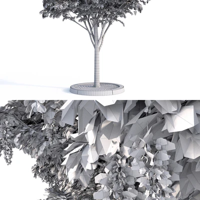 Acacia Tree — Ver 2