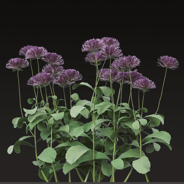 Set of Bellis perennis Flowering Plants (Common daisy) (6 Plants) — Descargar