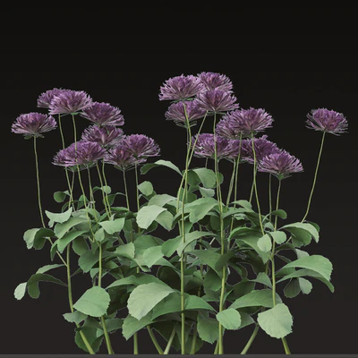 Set of Bellis perennis Flowering Plants (Common daisy) (6 Plants) — Ver 4