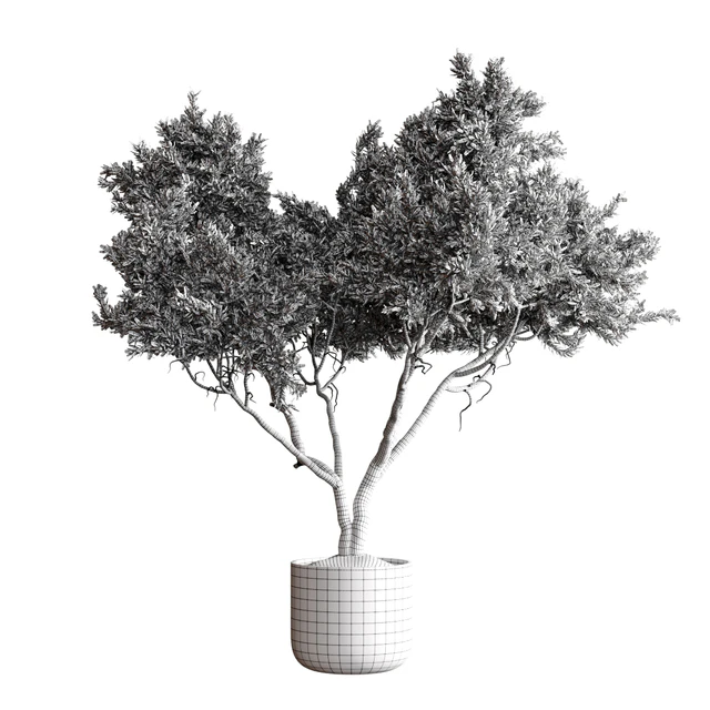 Indoor plant 04 - Tree in a pot — Download