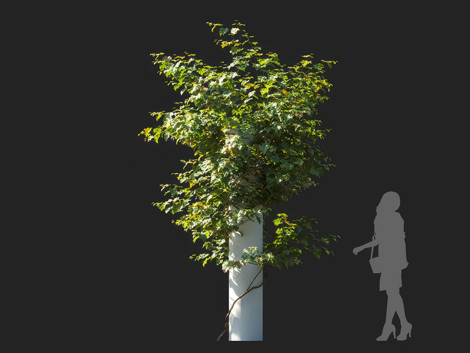 vitis vinifera 003 — Скачать