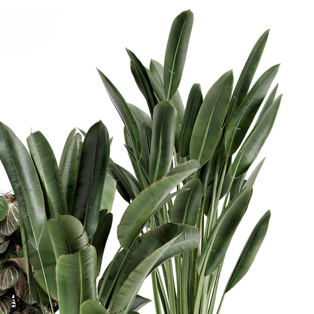 Indoor Plants in Ferm Living Bau Pot Large - Set 1204 — Descargar